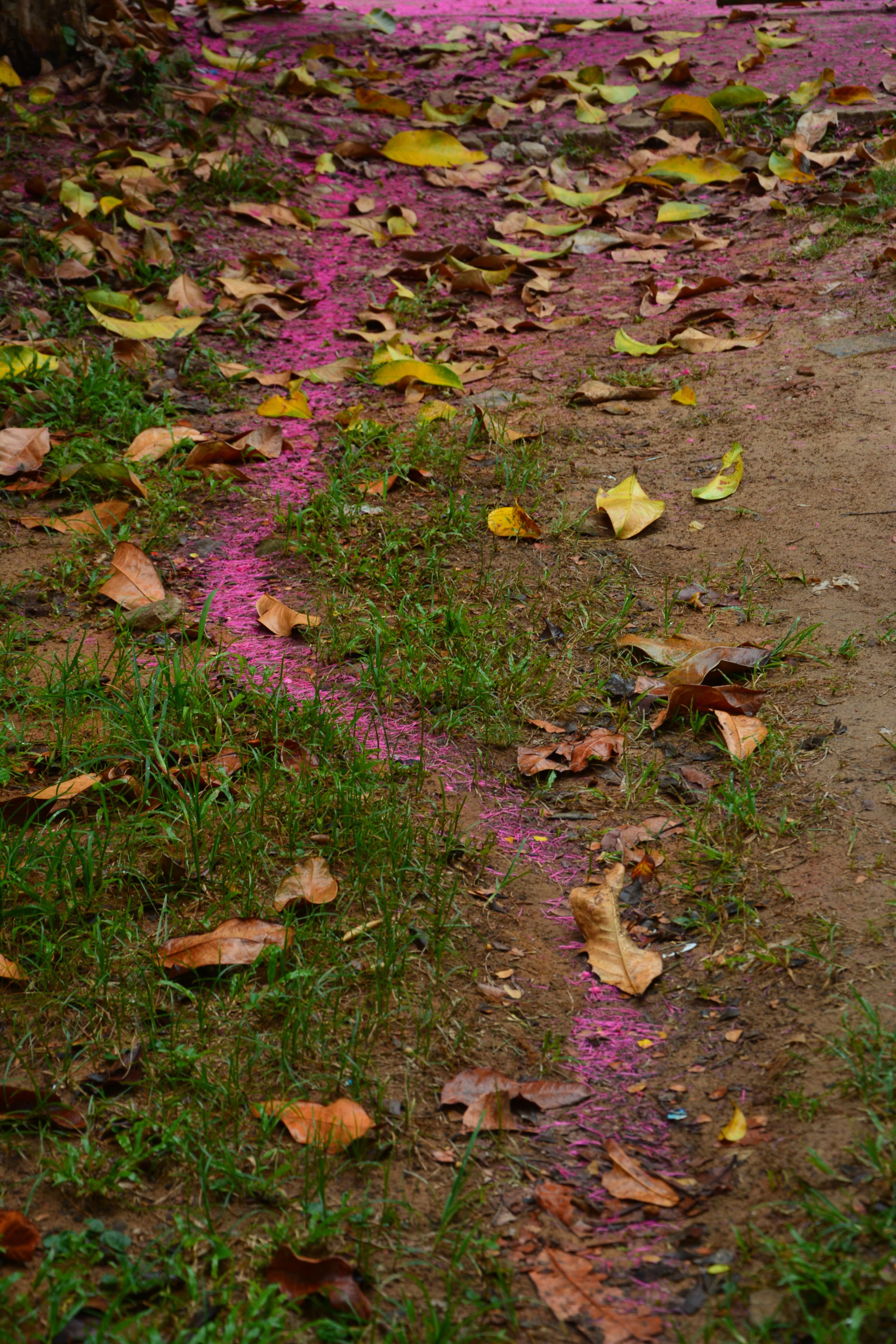 Camino de las hormigas