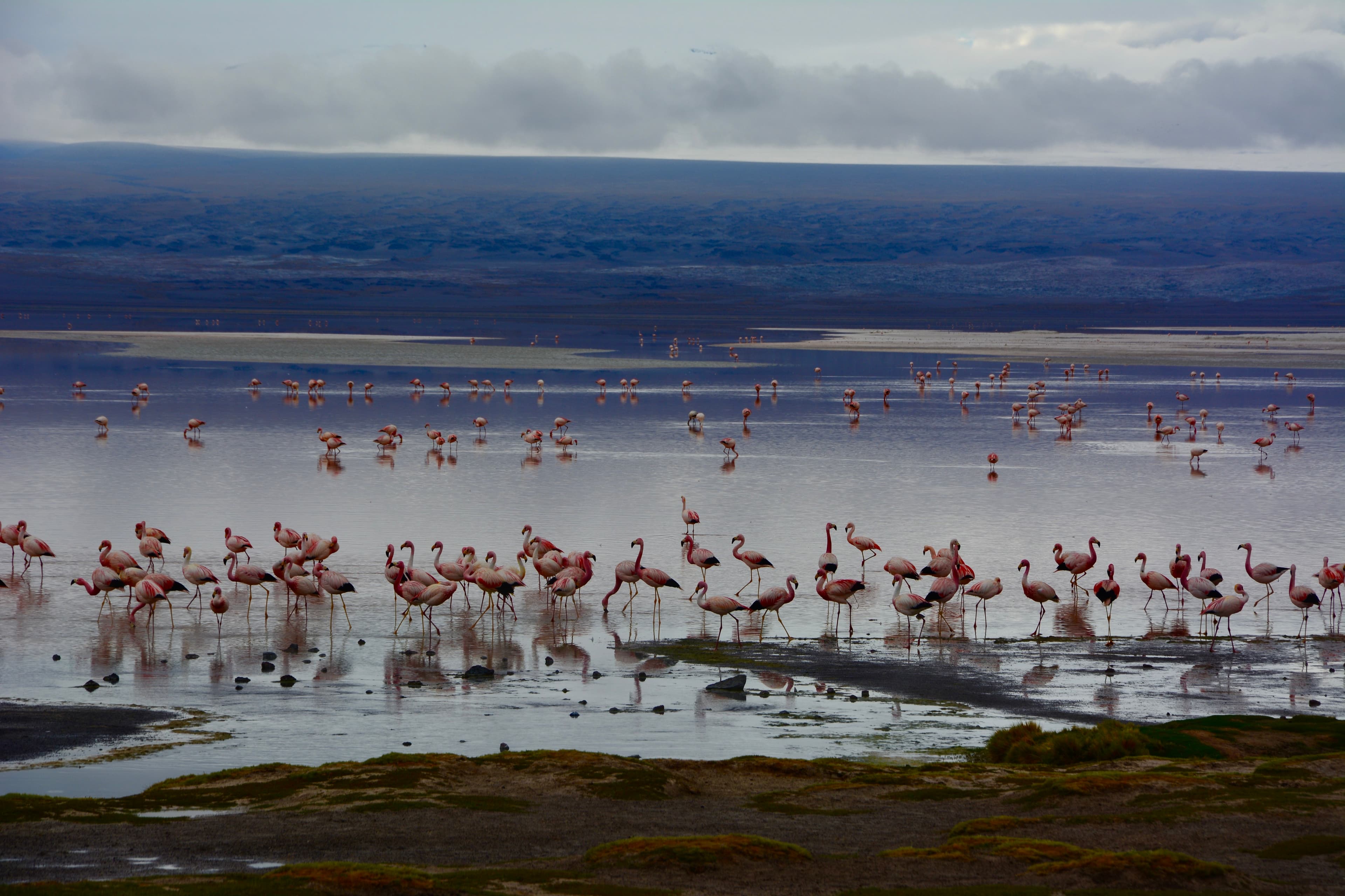 flamencos en la laguna colorada