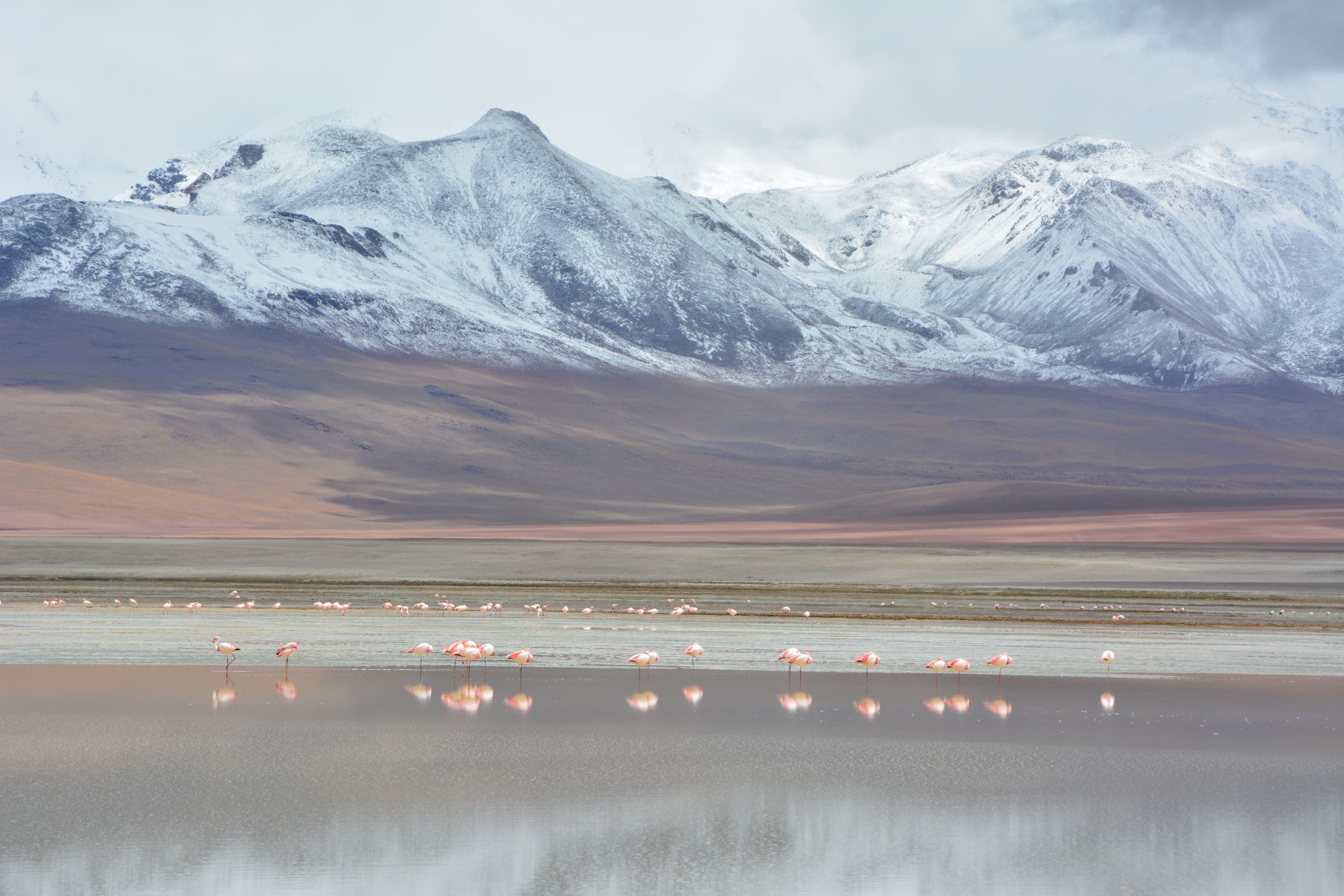 Gmaa de colores rosados en la Laguna Colorada